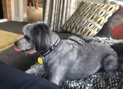 Noel Griggs dog.jpg